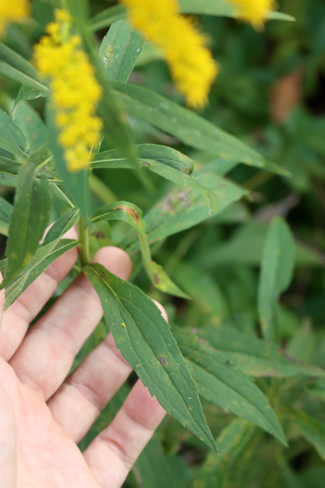 Goldenrod Leaves