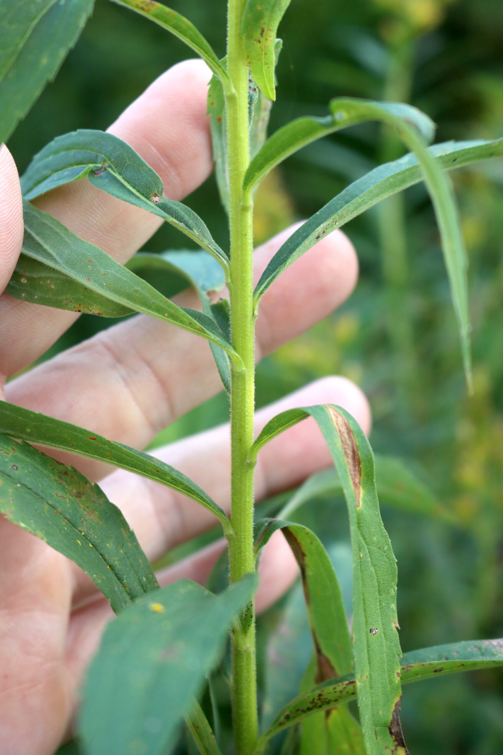 Goldenrod Stem