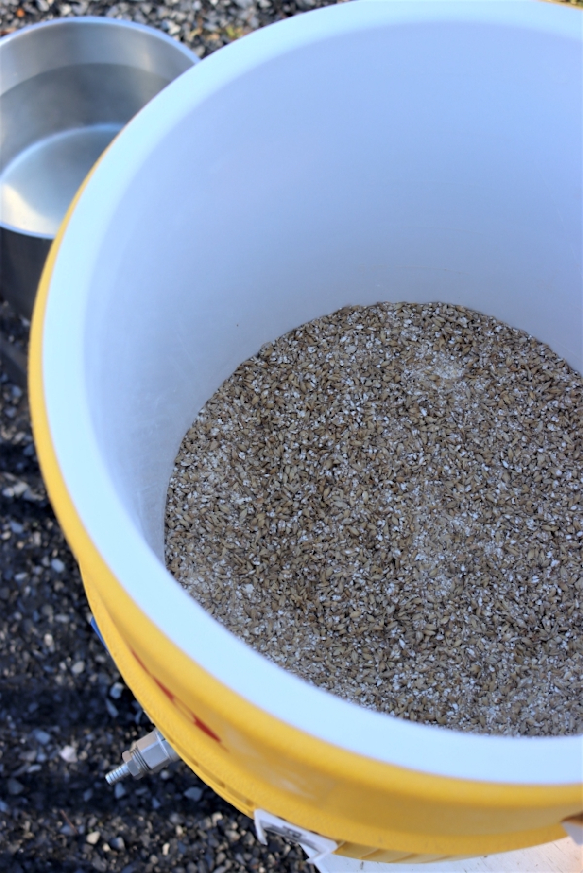 Grain in the Mash Ton for all grain beer