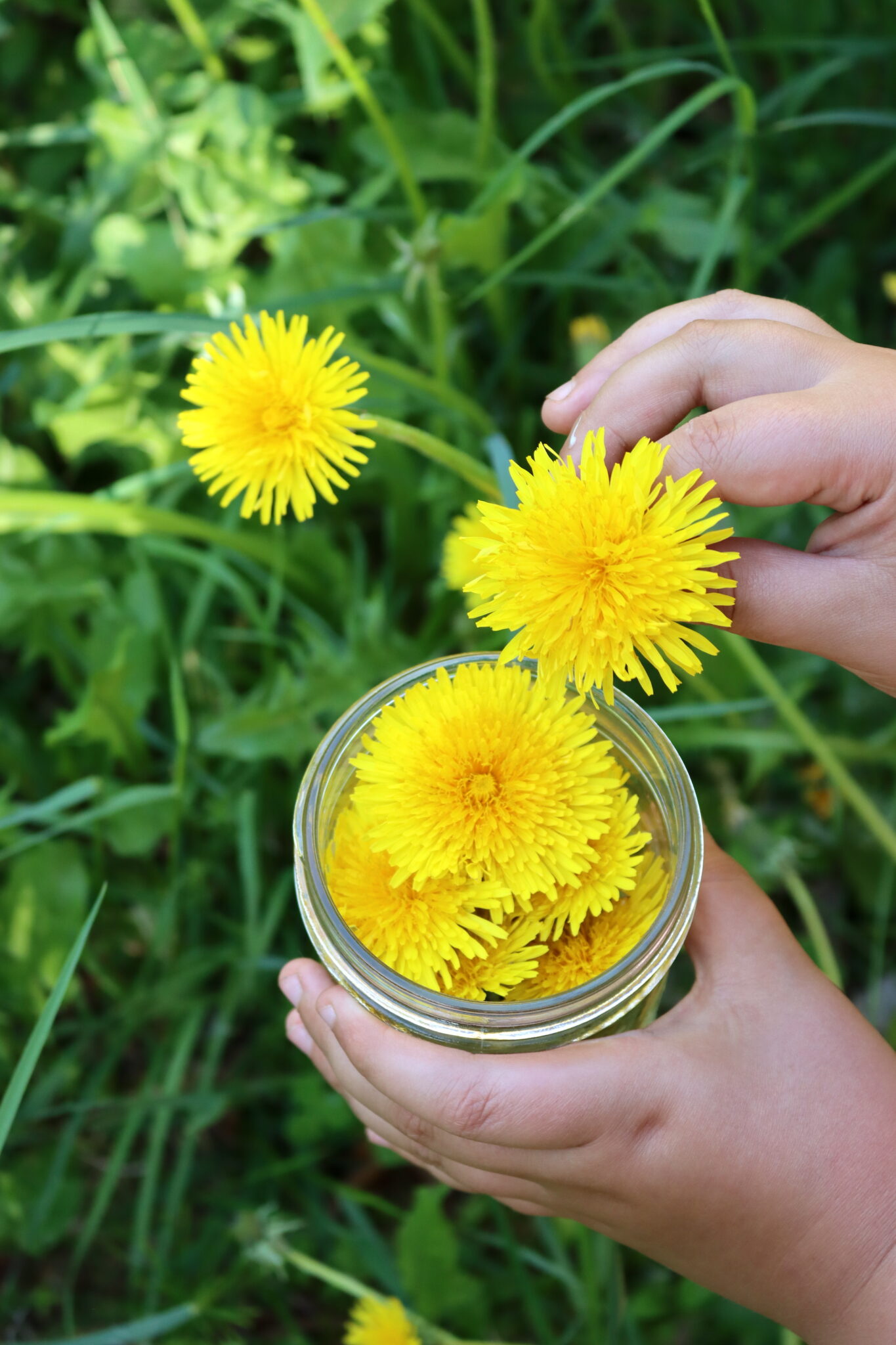Harvesting Dandelions for Salve