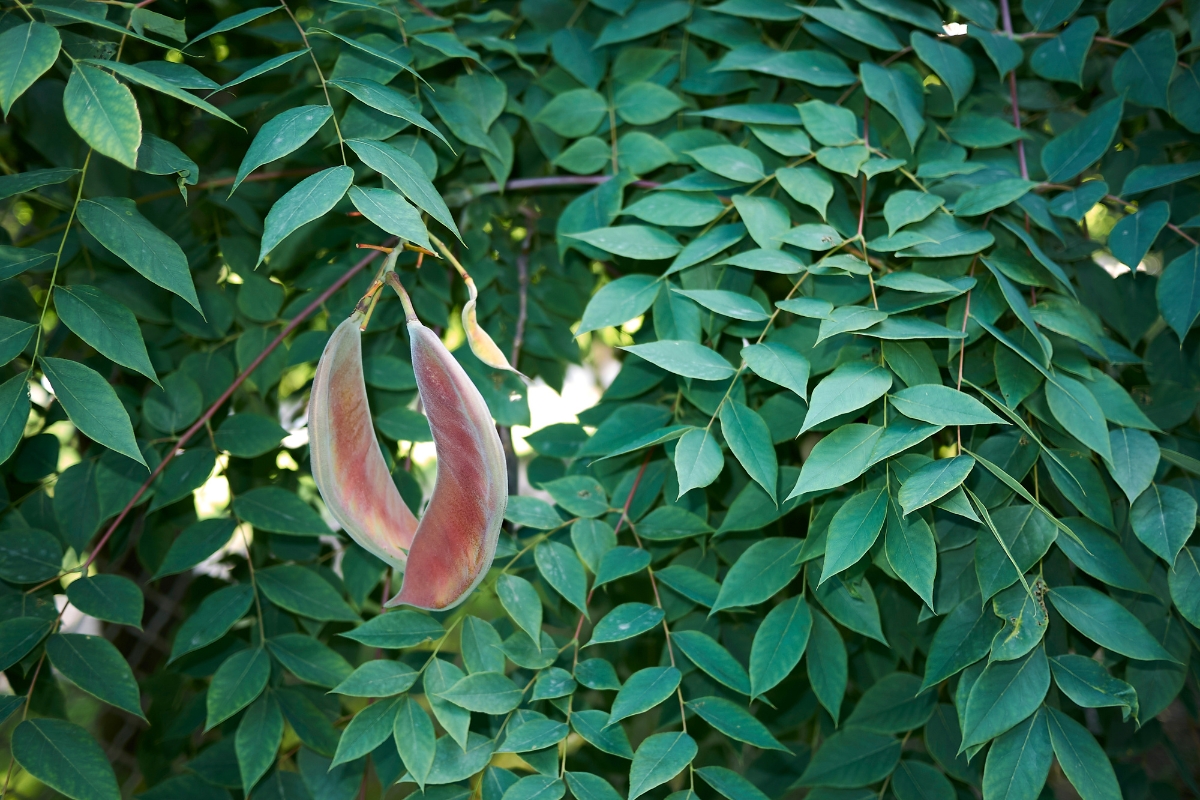 Kentucky Coffee Tree (Gymnocladus dioicus)