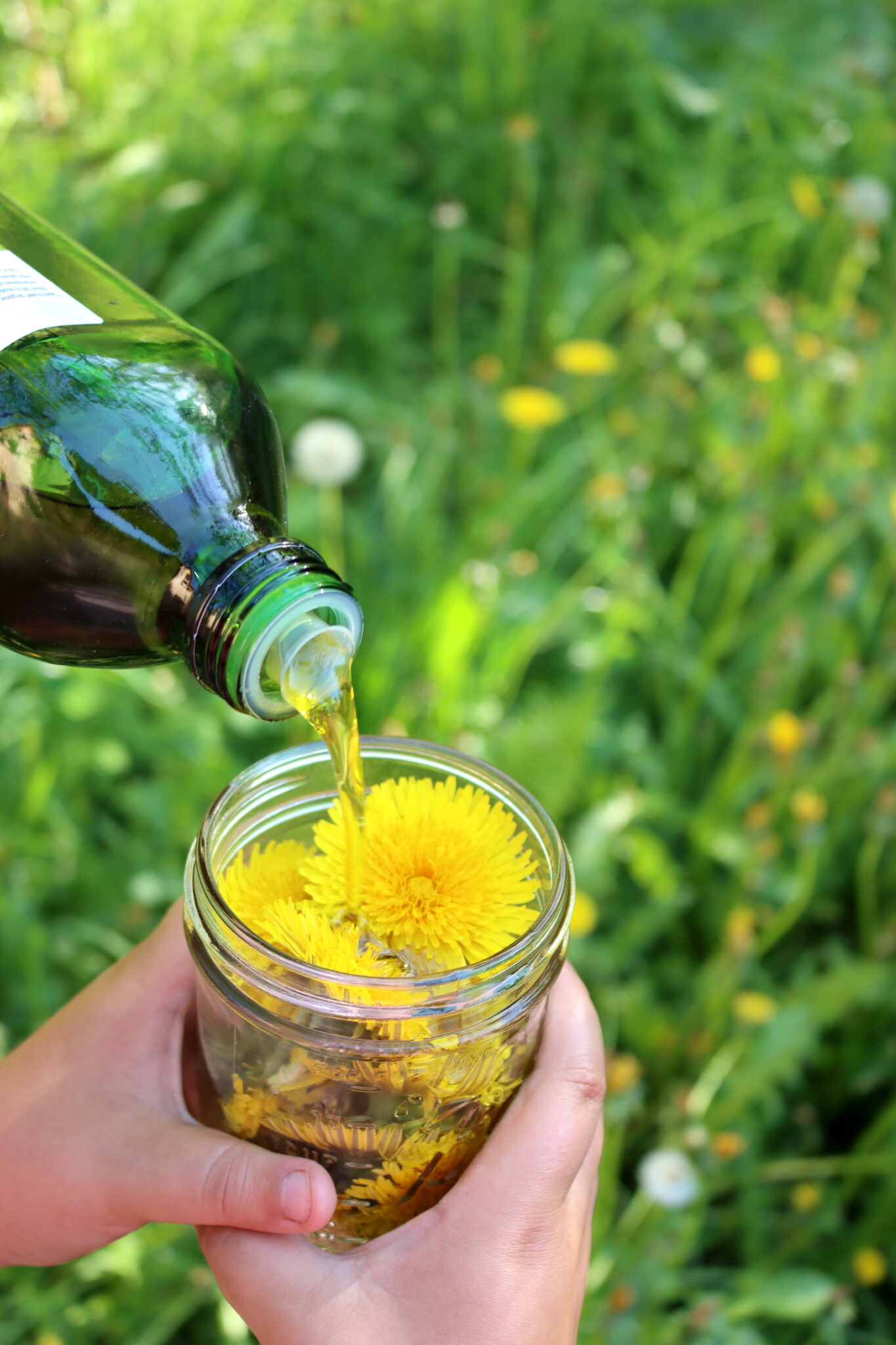 Making Dandelion Oil