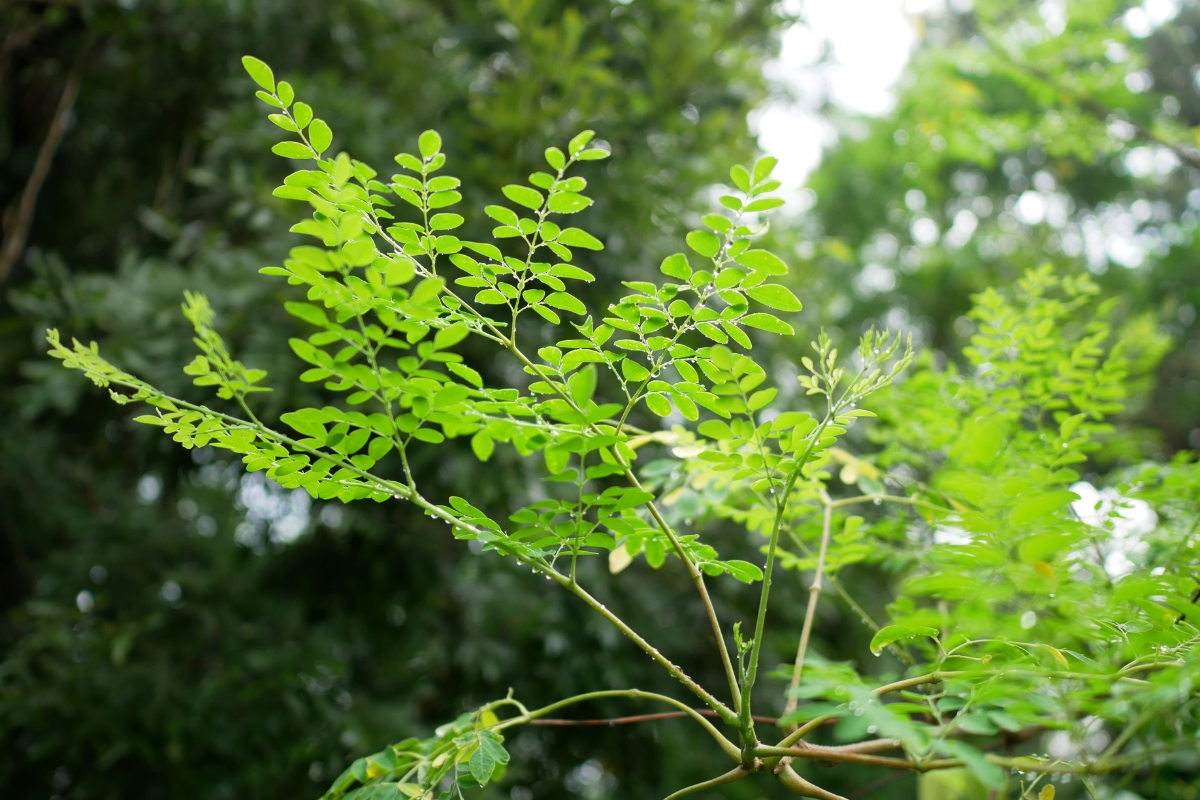 Moringa (Moringa oleifera)