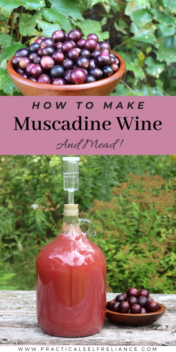 Muscadine Wine Recipe