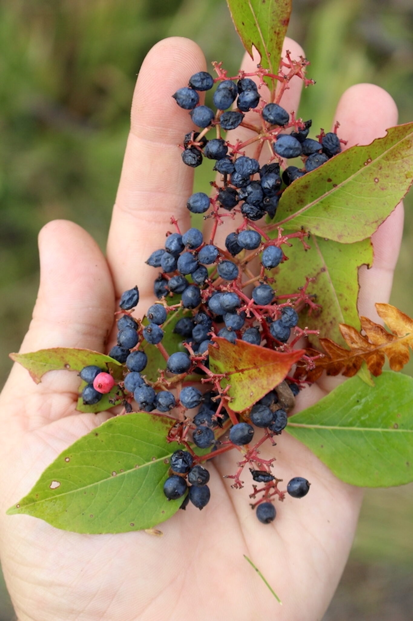 Northern Wild Raisin