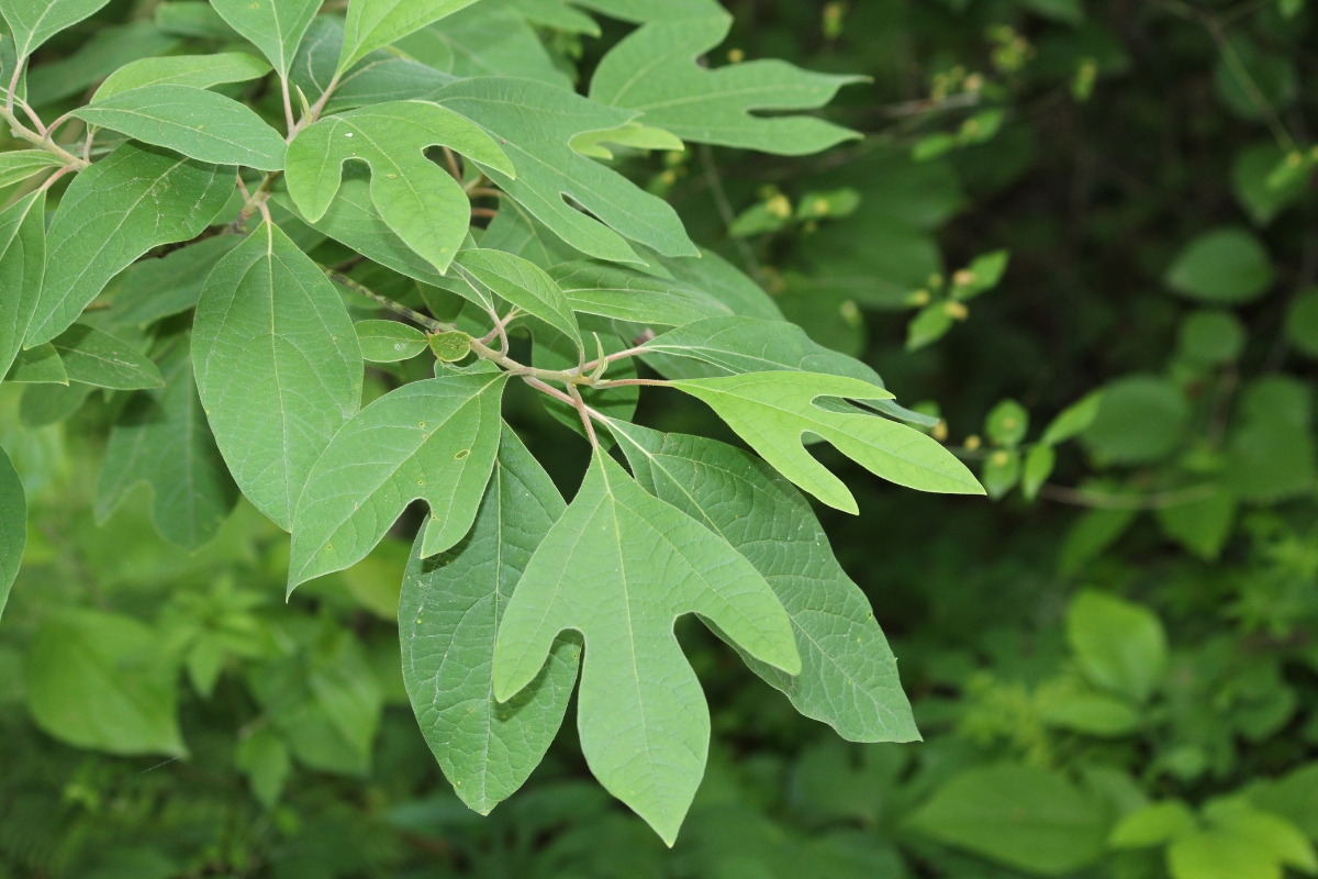 Sassafras (Sassafras albidum)