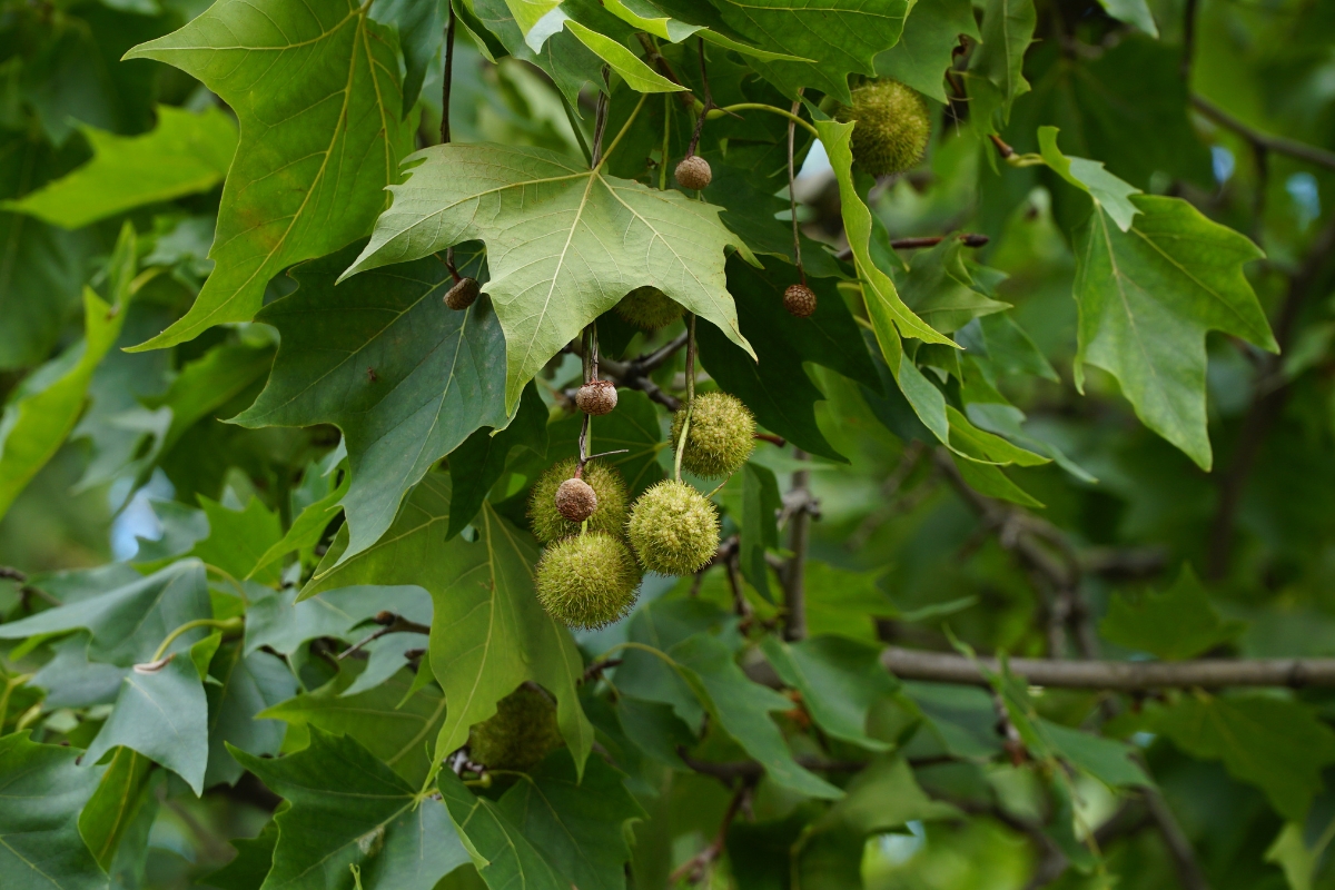 Sycamores (Platanus occidentalis)