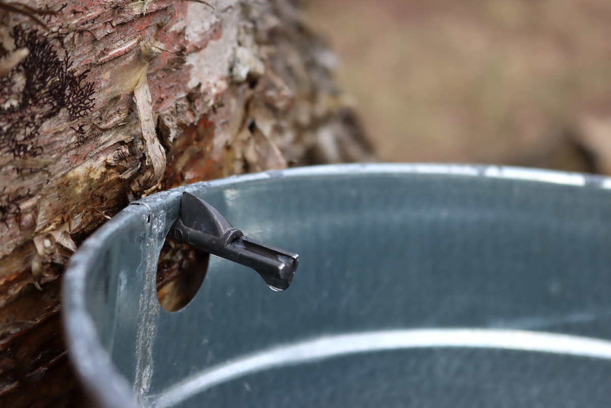 Tapping Birch for sap