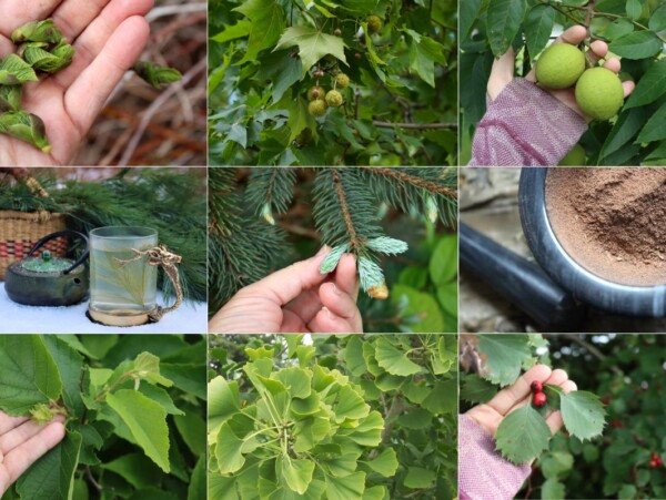 Types of Edible Trees