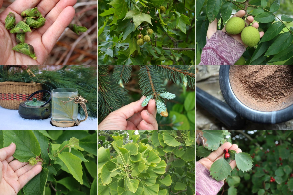 Types of Edible Trees