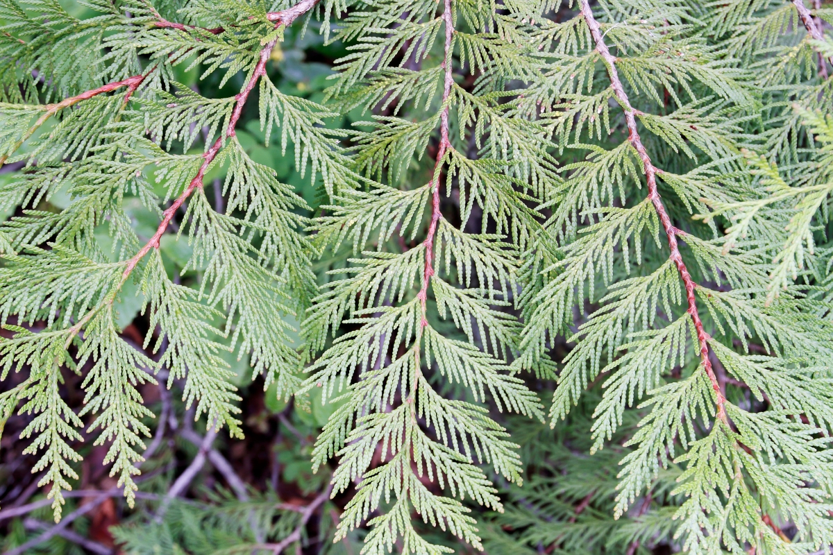Western Red Cedar (Thuja plicata)