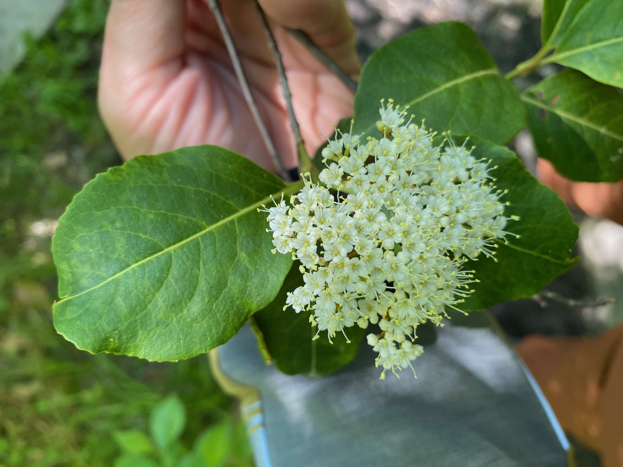 Wild Raisin Flowers