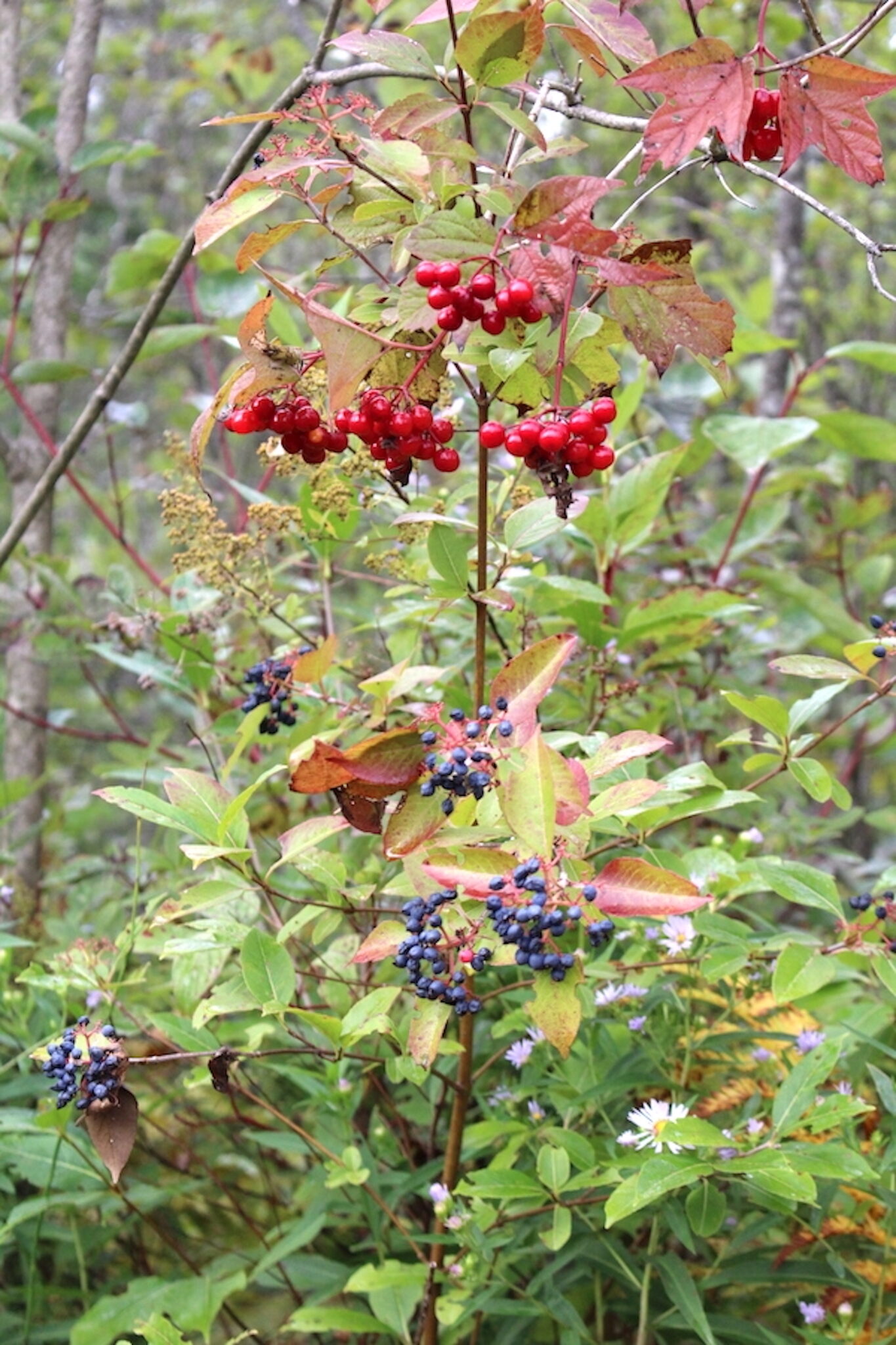 Wild Raisin and Highbush Cranberry