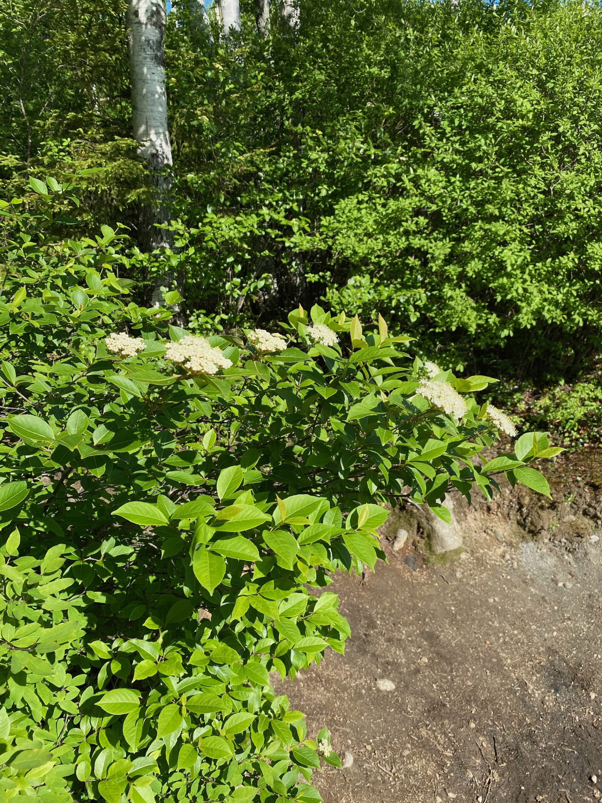 Wild Raisin in Bloom