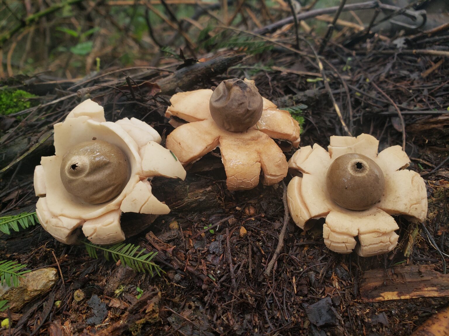 Earth Stars (Geastrum and Astraeus)
