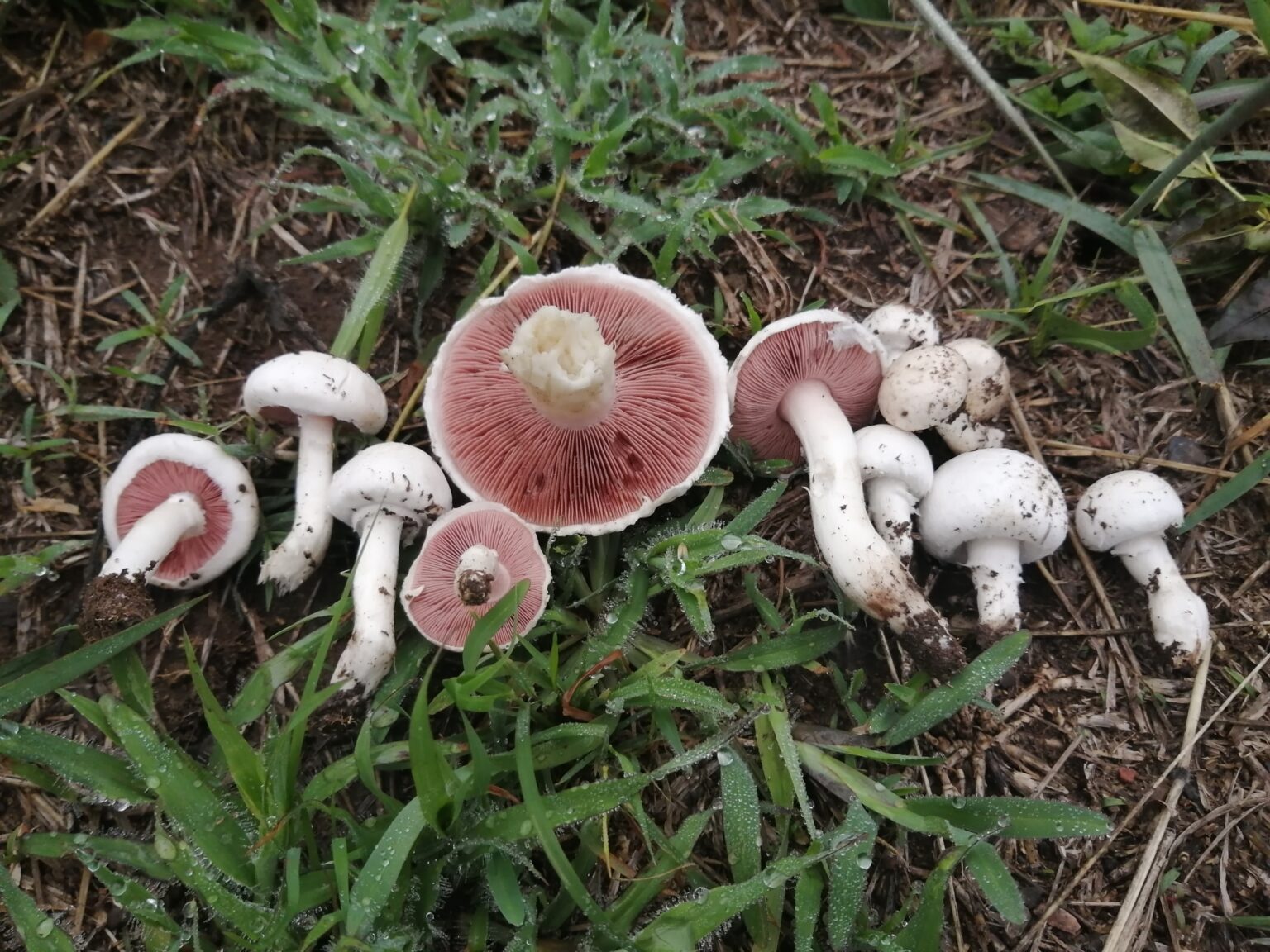Field Mushrooms (Agaricus sp.)