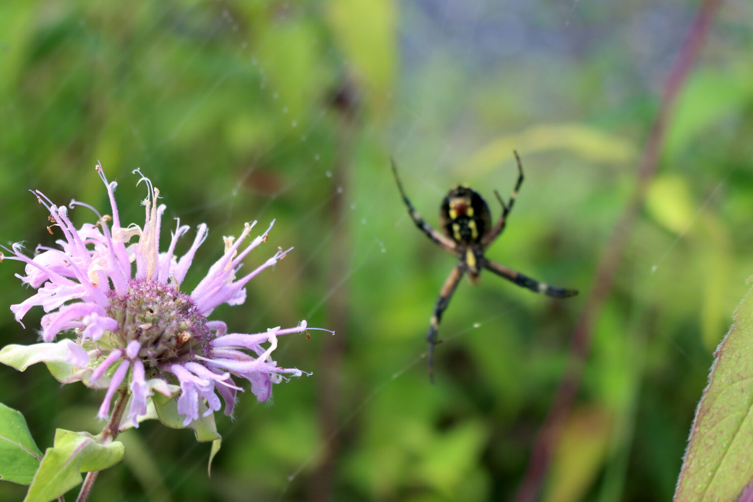 Bee Balm and spider