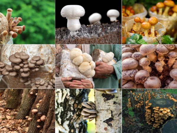 Beginner's Guide to Growing Mushrooms