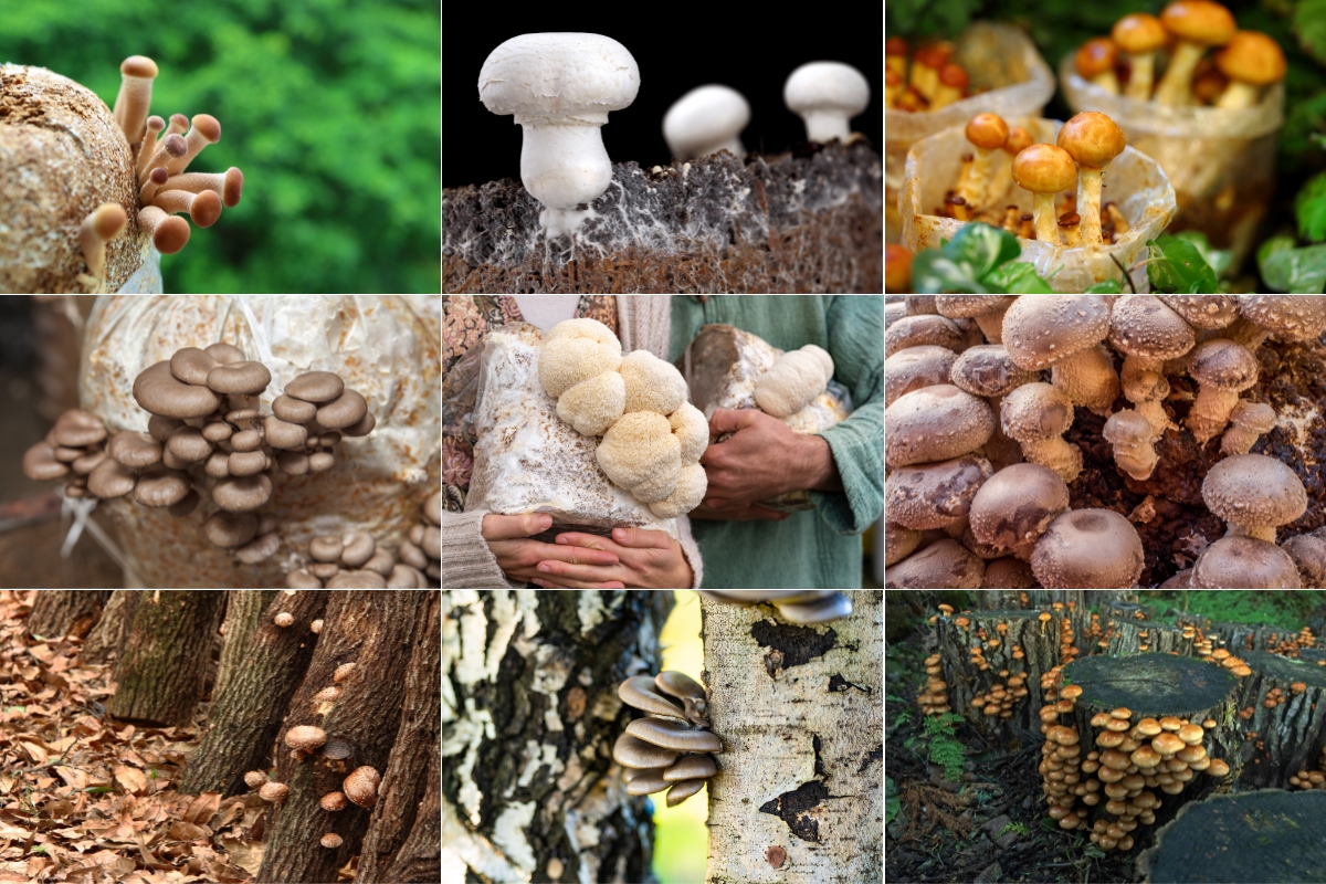 Beginner's Guide to Growing Mushrooms