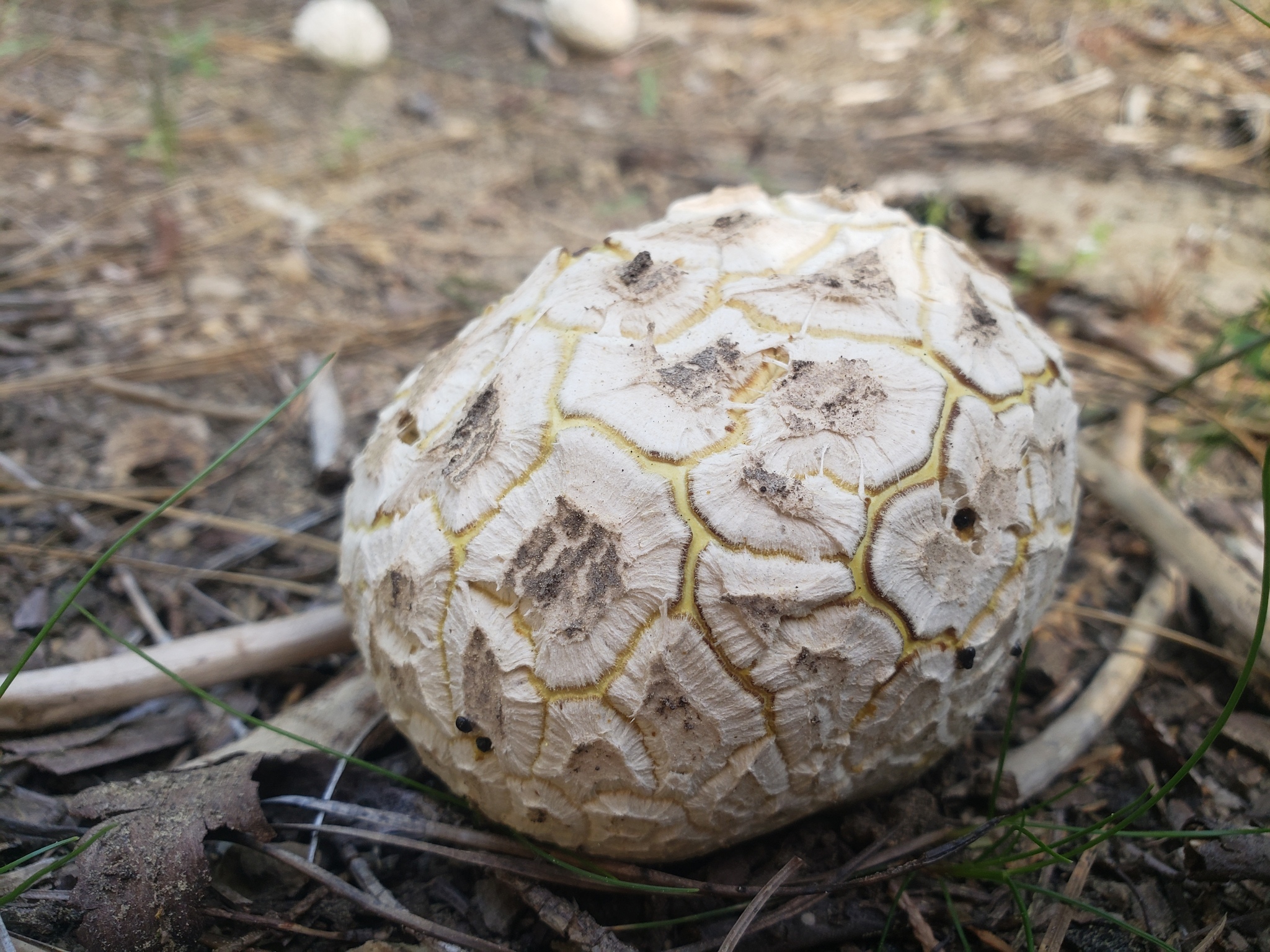 This isn’t the true sculpted puffball, but is a distinct version from the western United States. This was reclassified as Calbovista subscultpa.