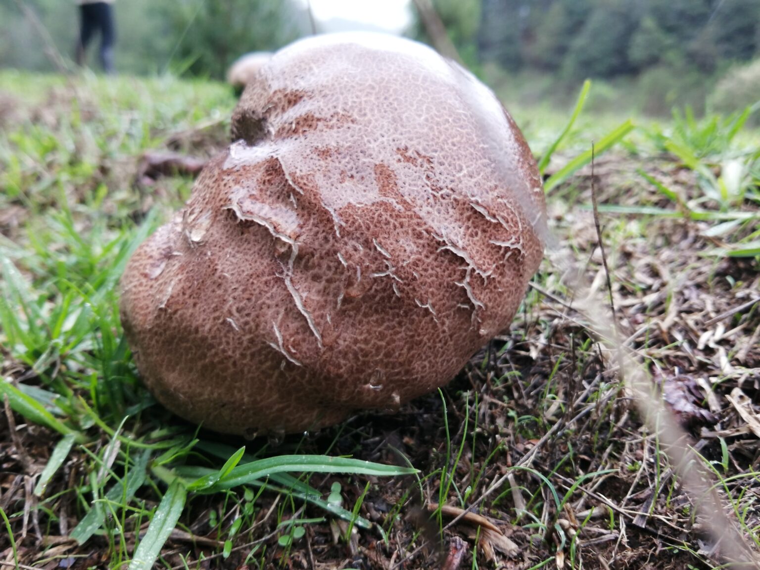 Purple-spored Puffball (Calvatia cyathiformis)