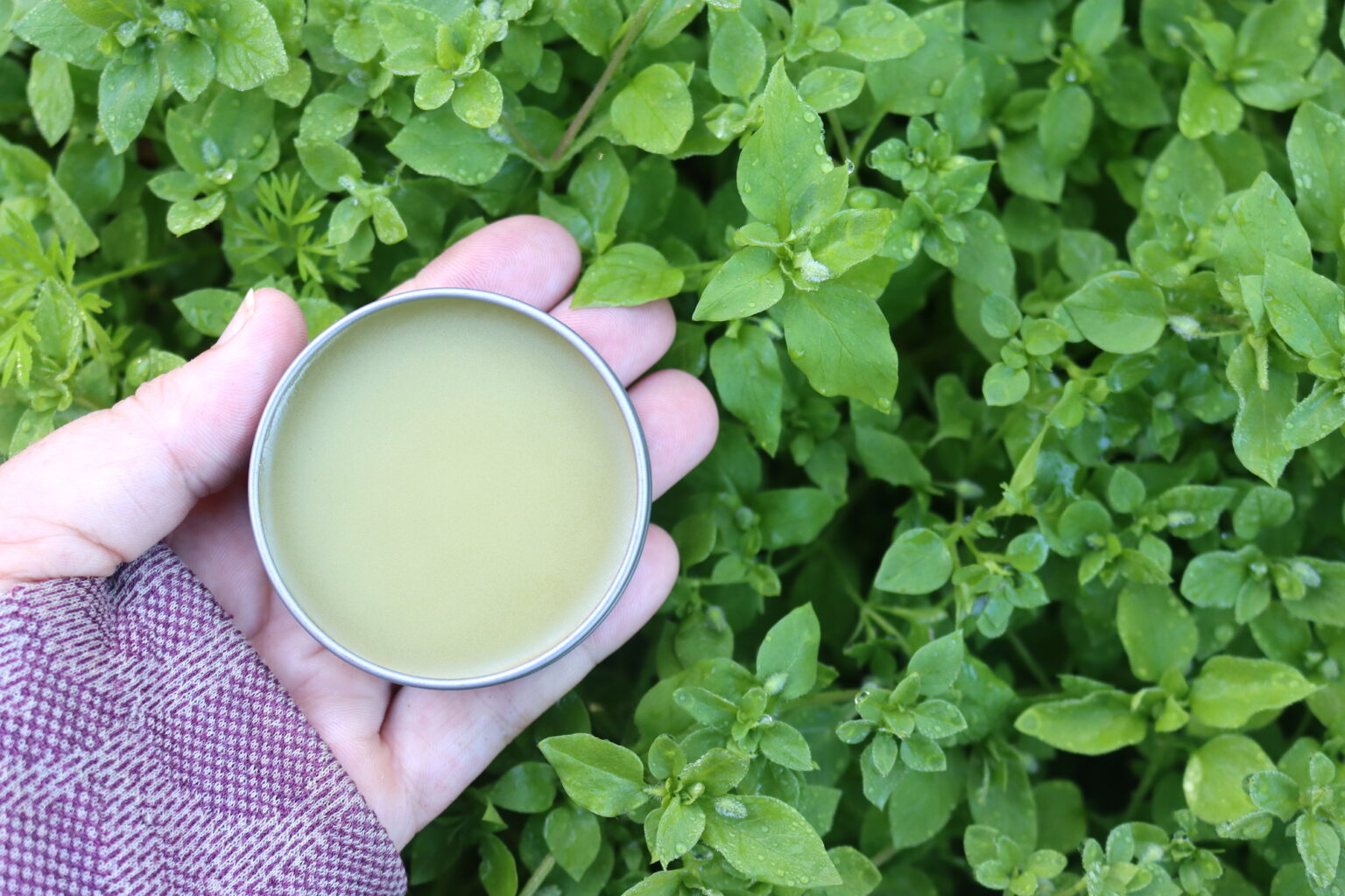 Chickweed Salve
