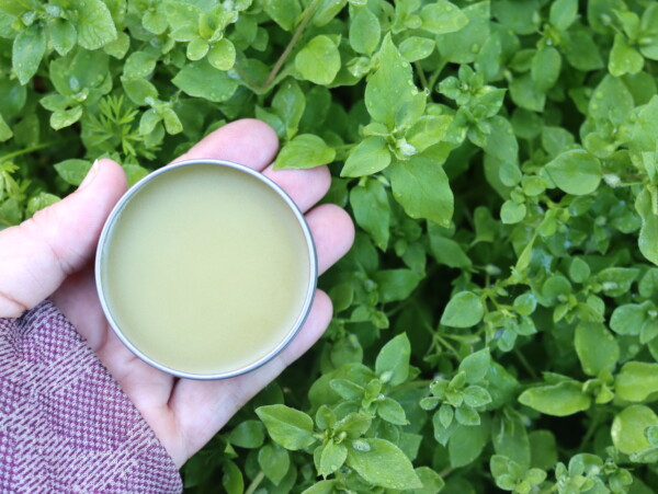 Chickweed Salve