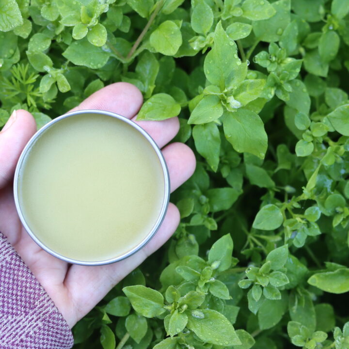Chickweed Salve By Amish Country Essentials - 2oz All Natural Bug & Poison Ivy Aid