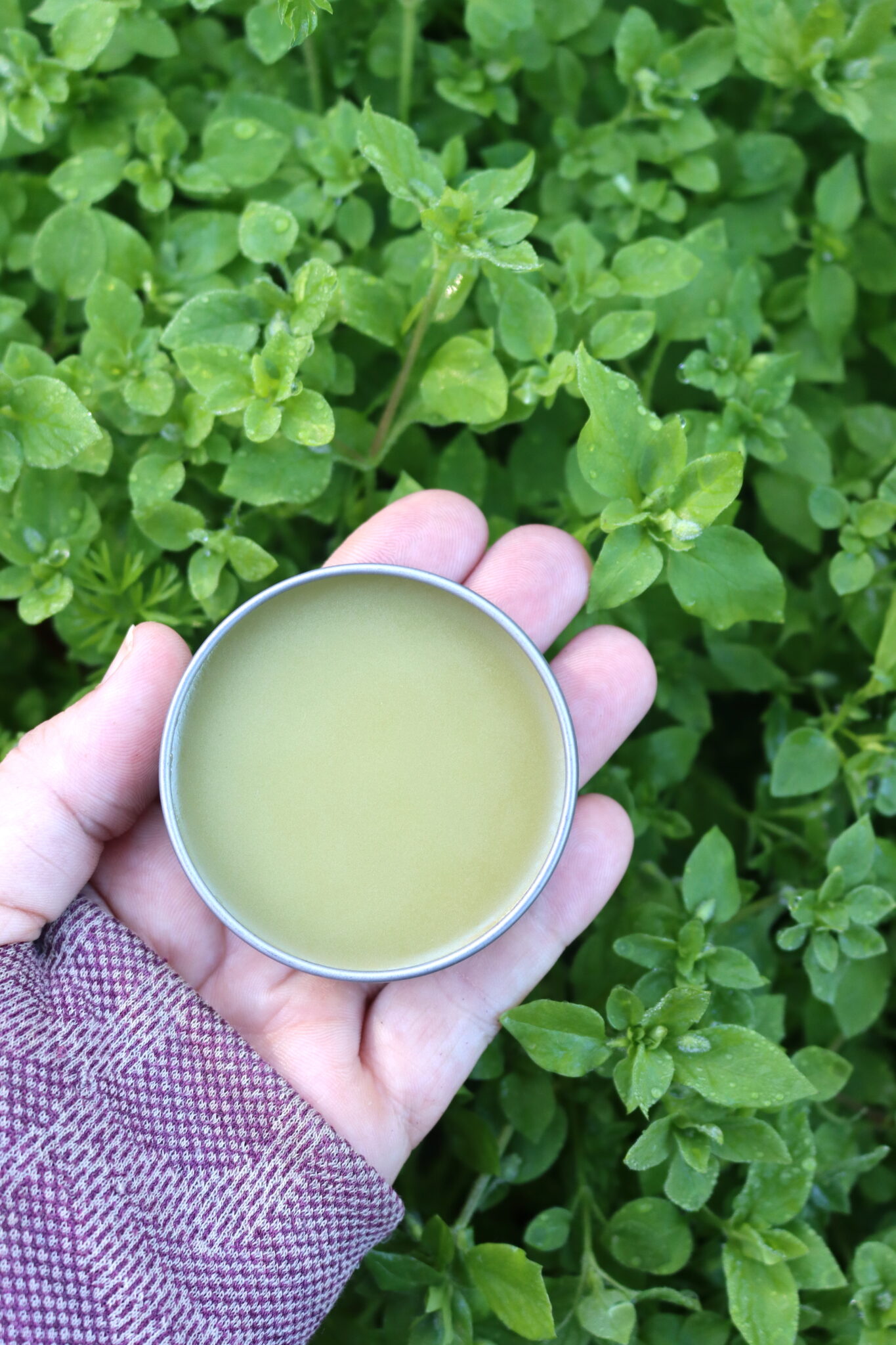 Chickweed Salve