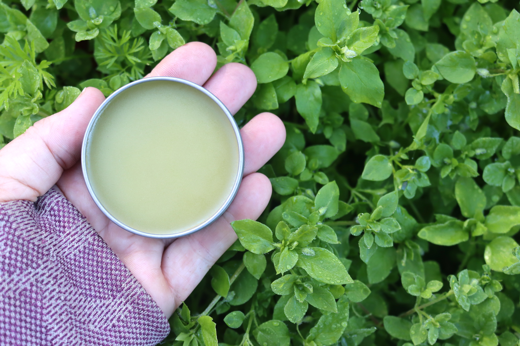 Chickweed Salve