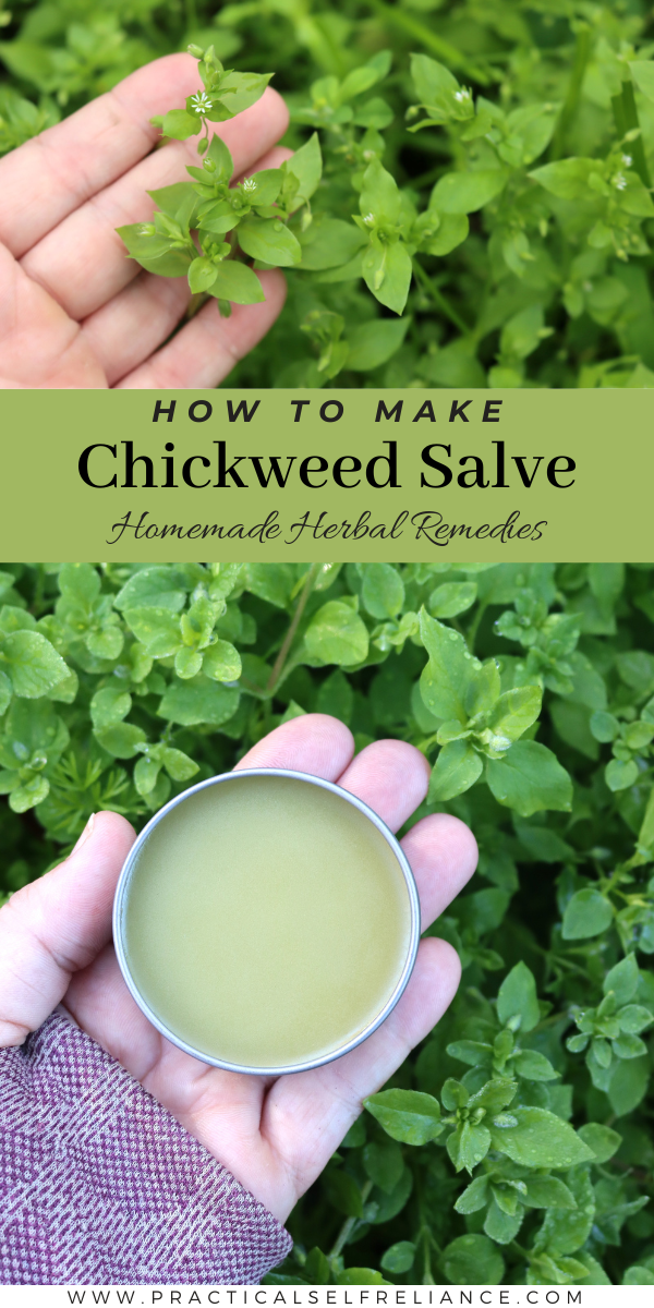 Chickweed Salve Recipe