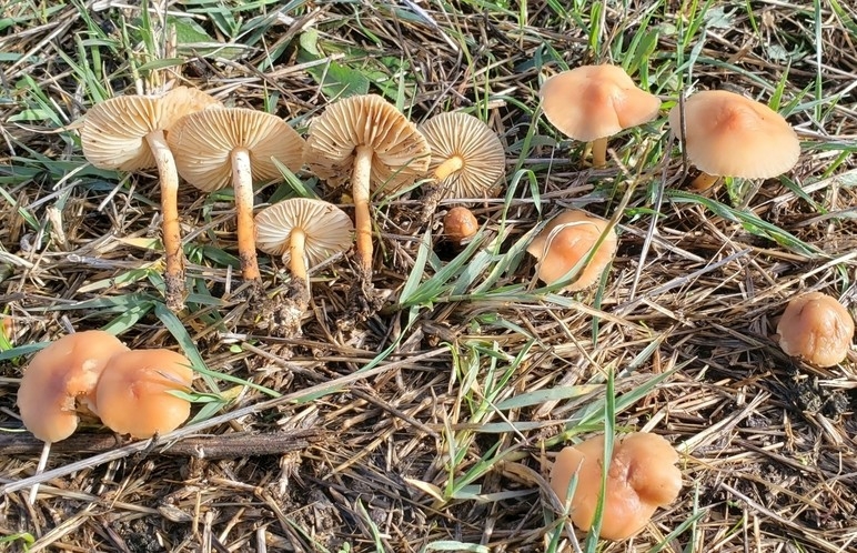 Fairy Ring Mushrooms