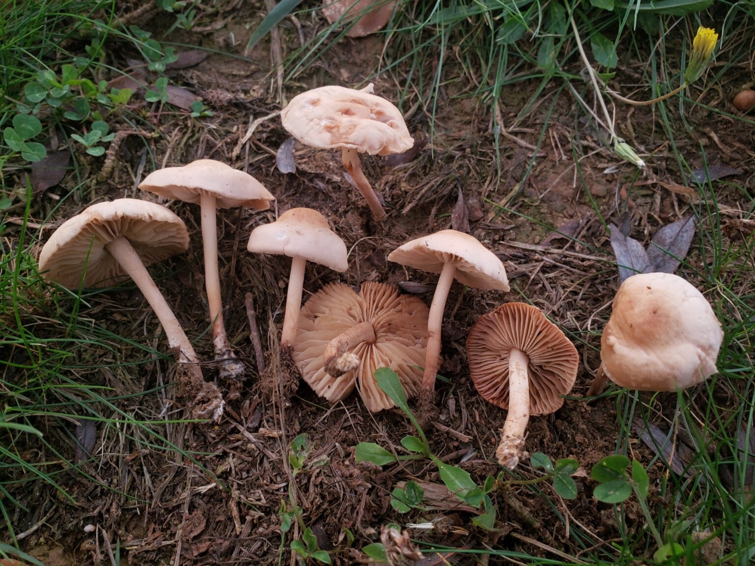 Sun Bleached Fairy Ring Mushrooms