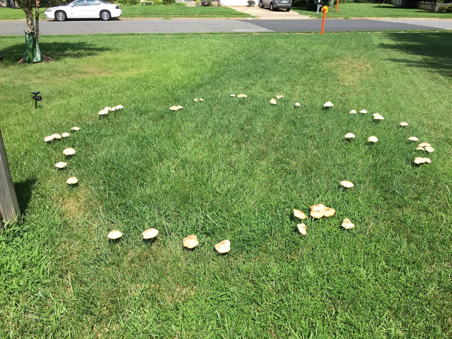 Fairy Ring Look Alike