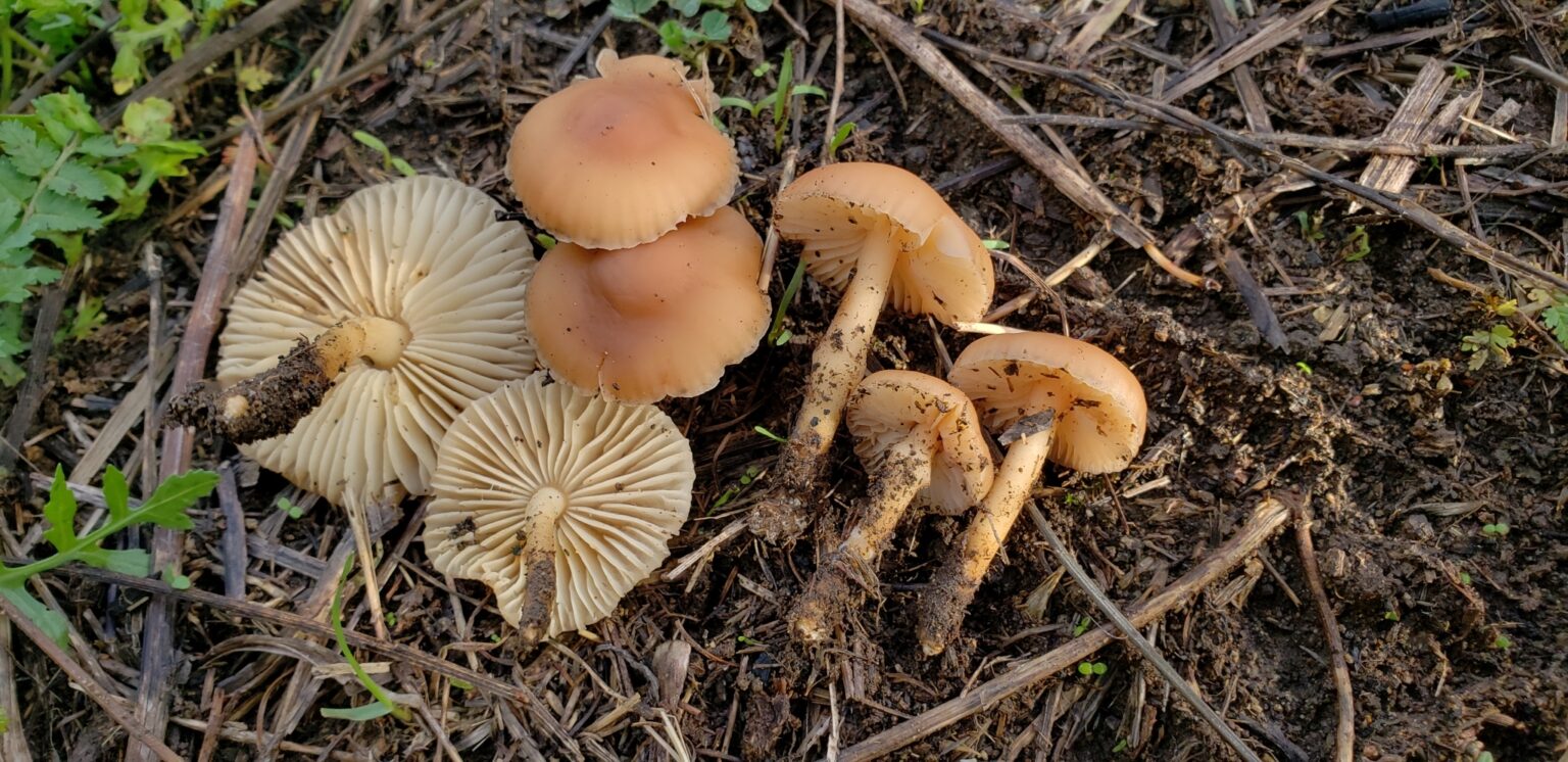 Fairy Ring Mushrooms