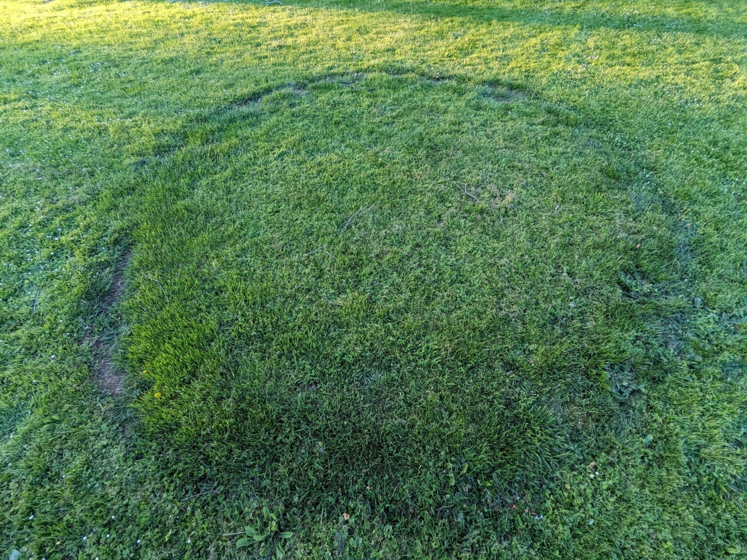 Fairy Ring in Grass
