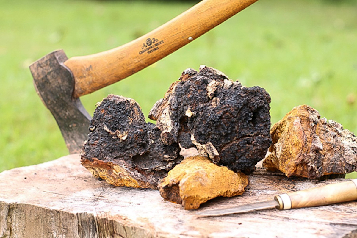 Chaga Mushrooms