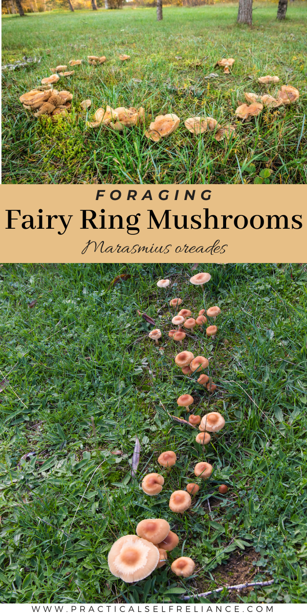 Foraging Fairy Ring Mushrooms