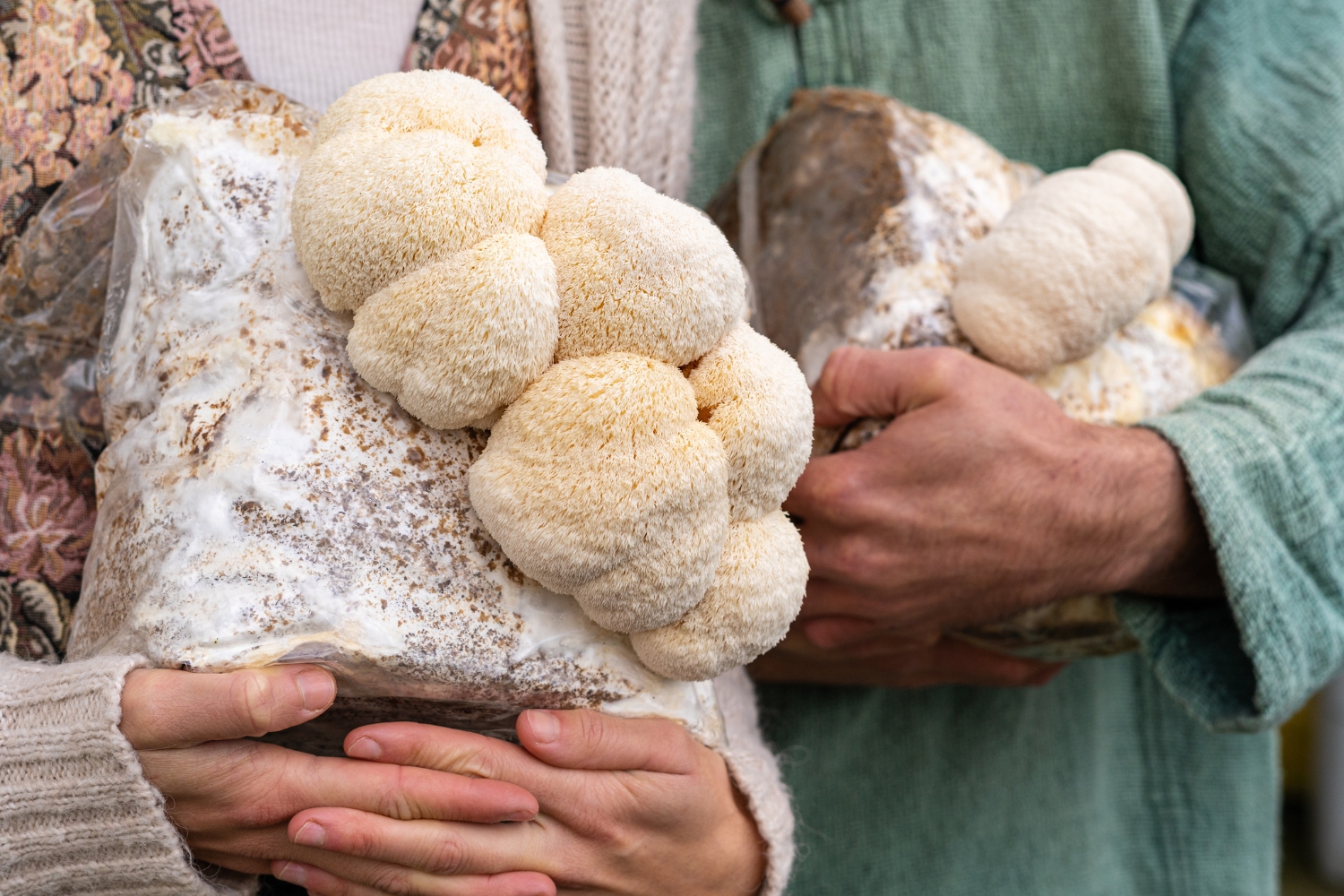 Growing Lion's Mane Mushrooms