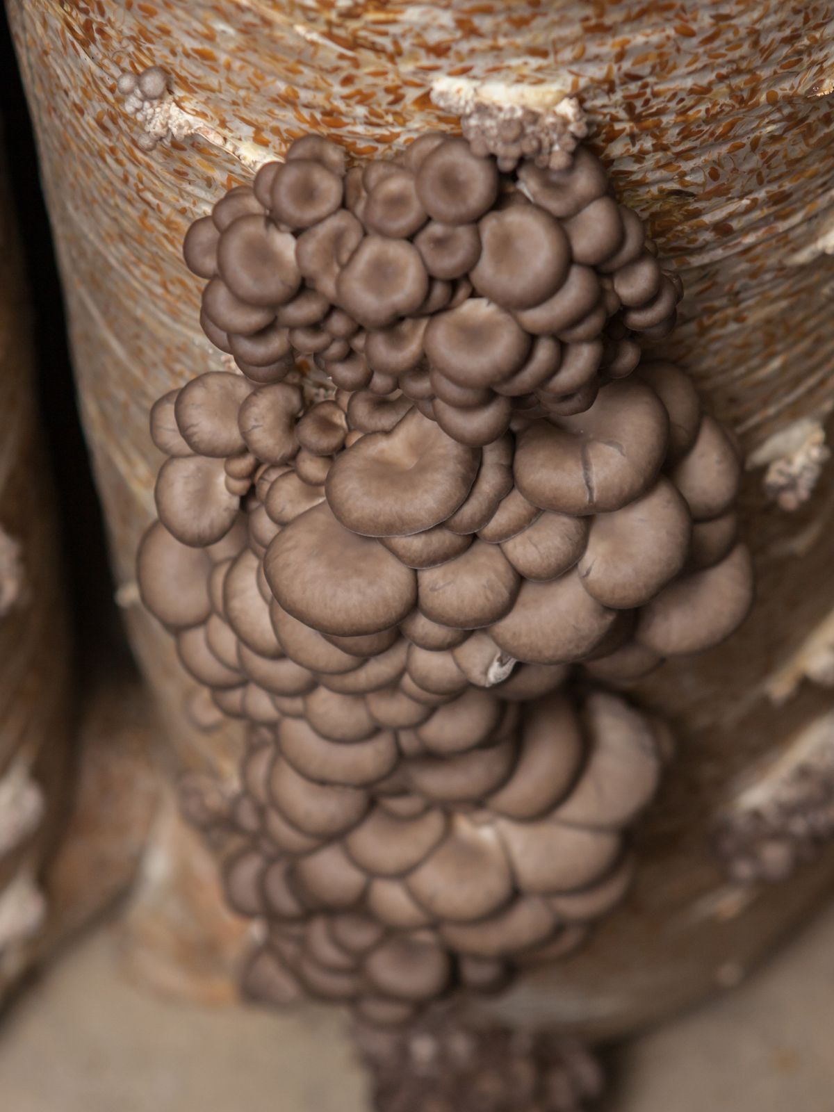 Growing Oyster Mushrooms