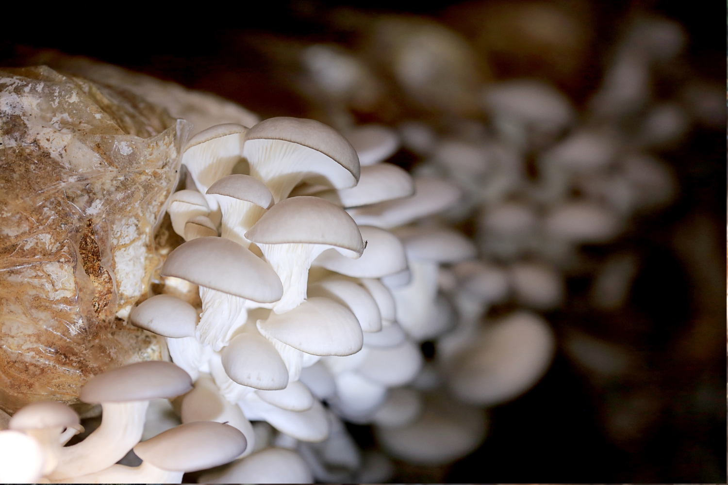 Growing Pearl Oyster Mushrooms