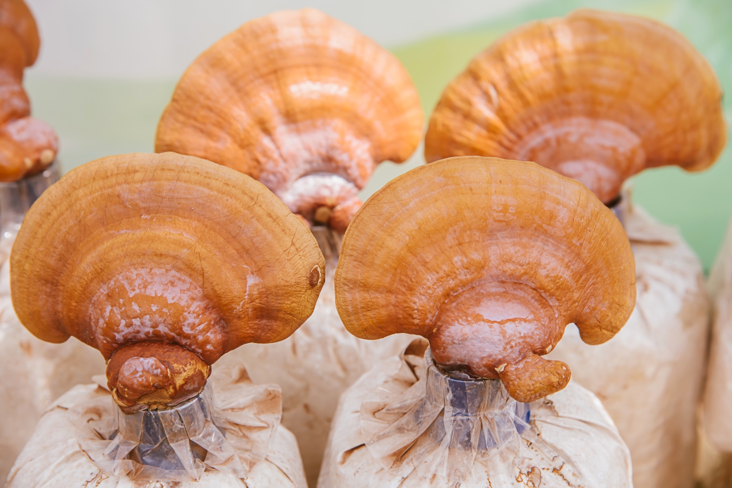 Growing Reishi Mushrooms