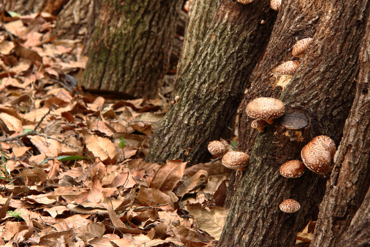 Growing Shiitake Mushrooms
