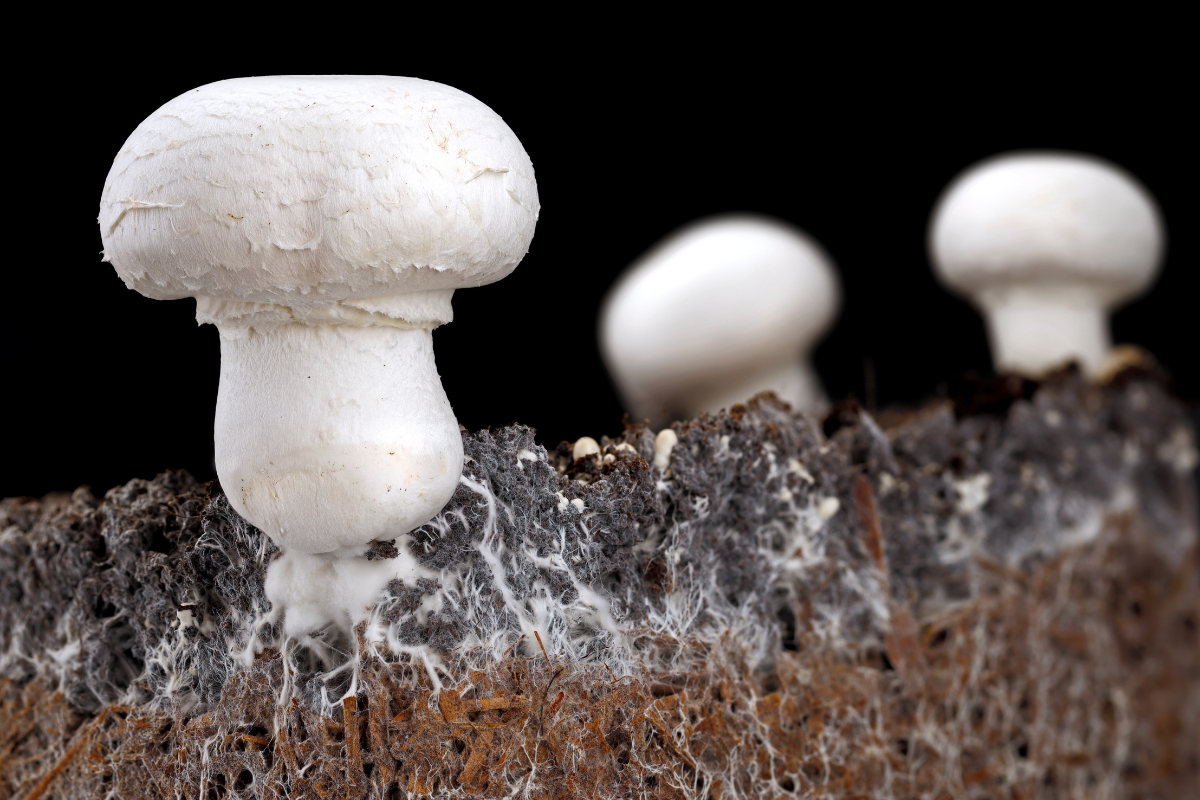 Growing White Cap (Agaricus bisporus)