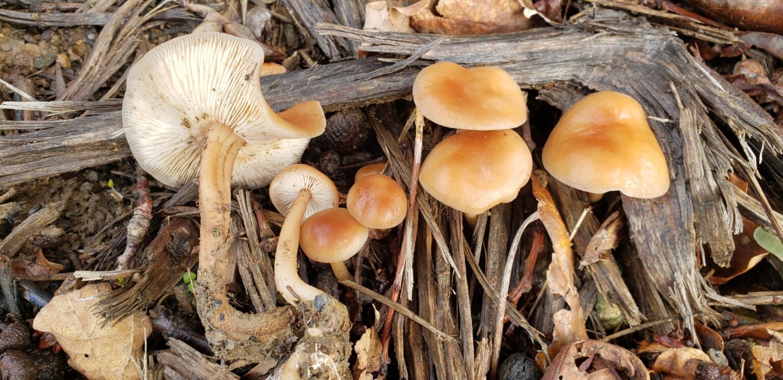 Oak Loving Gymnopus (Gymnopos dryophilus).  Another Fairy Ring Look Alike.