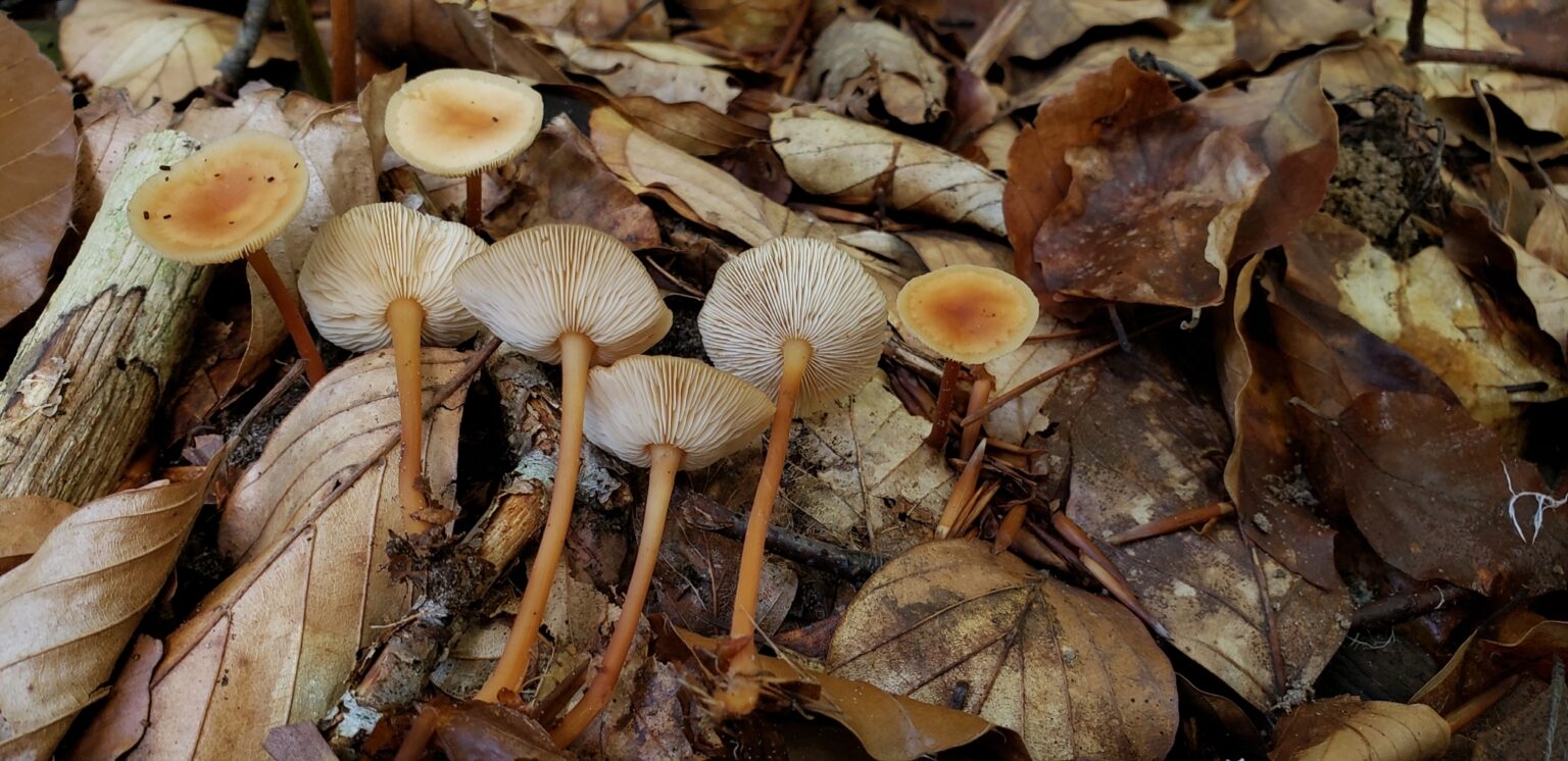 Another little brown mushroom that is a Fairy Ring Look Alike.  A likely Gymnopus species that can be told apart by the closely spaced gills, long dark stem, and forested habitat. Photo by Timo Mendez (CC BY 4.0 DEED)