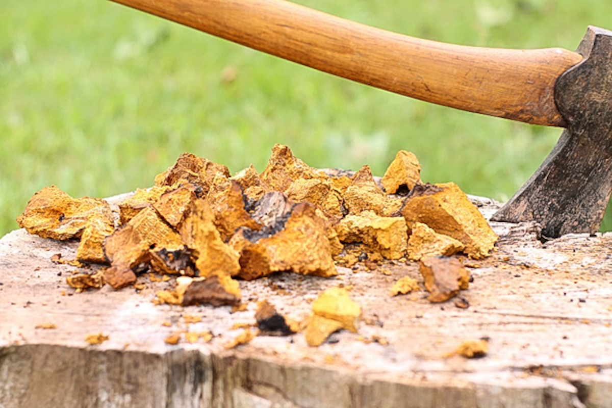 Harvesting Chaga