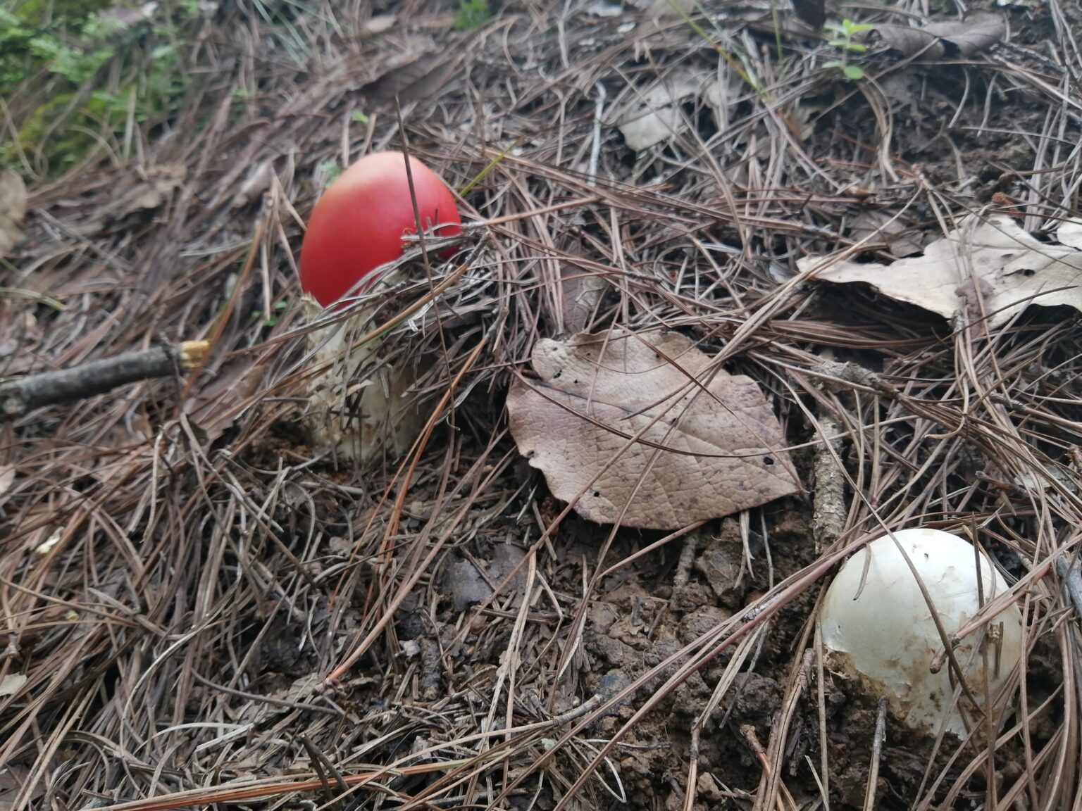 Deadly Amanitas (Amanita sp.)