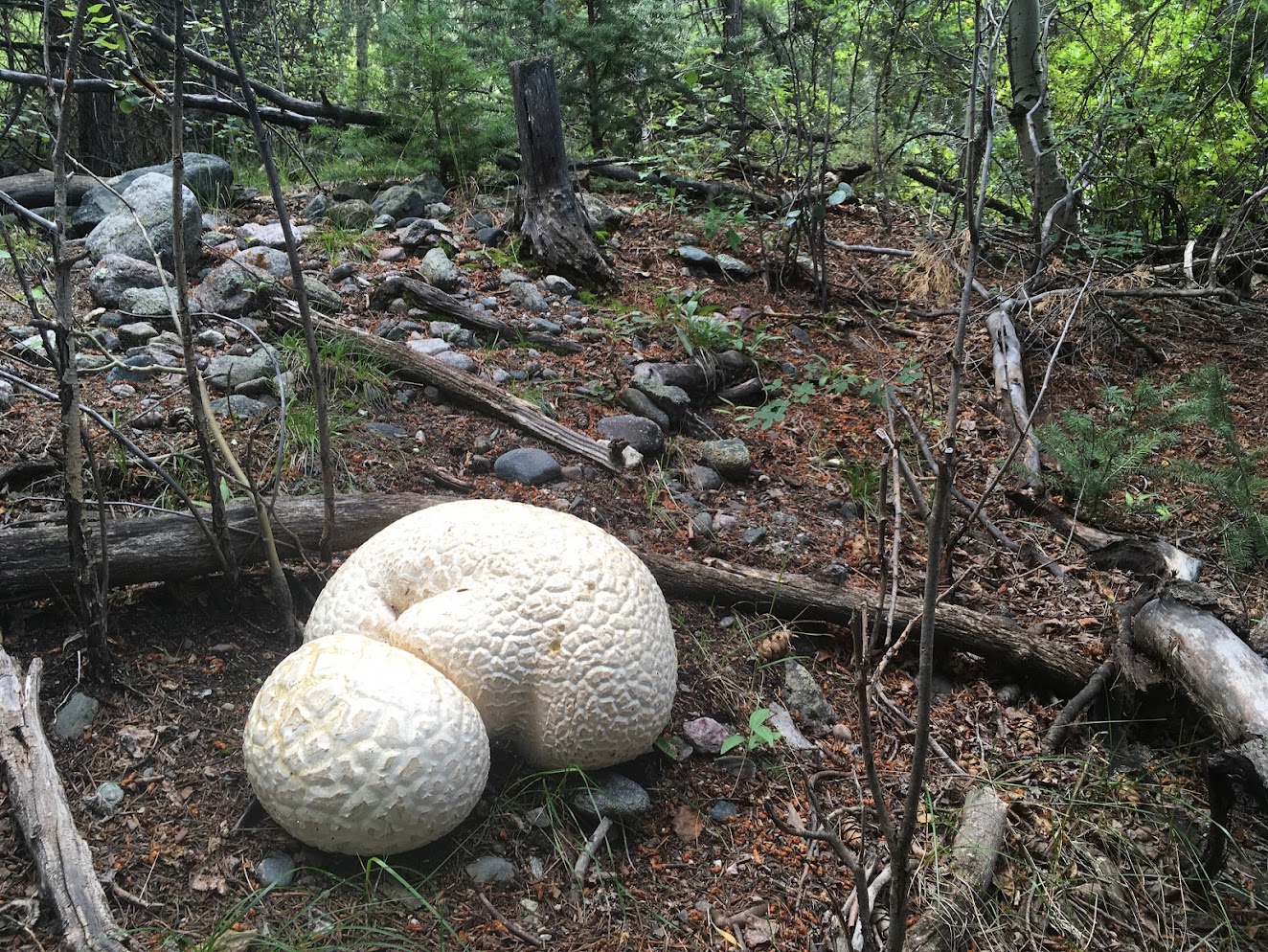Western Giant Puffball (Calvatia booniana)