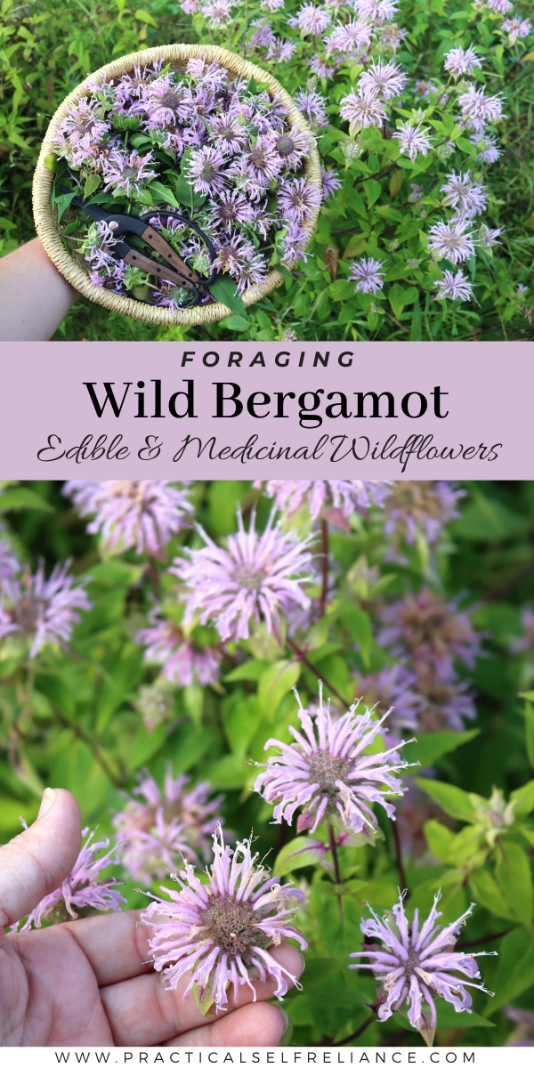 Identifying Wild Bergamot